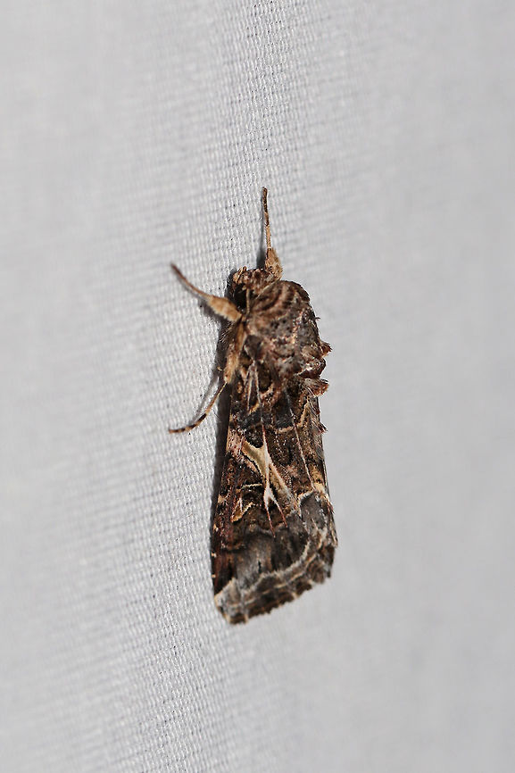Yellow-Striped Armyworm Moth (Spodoptera ornithogalli) At a 395nm UV light setup at the edge of a dense mixed forest. Geotagged,Spodoptera ornithogalli,Summer,United States,Yellow-striped Armyworm Moth,moth week 2019