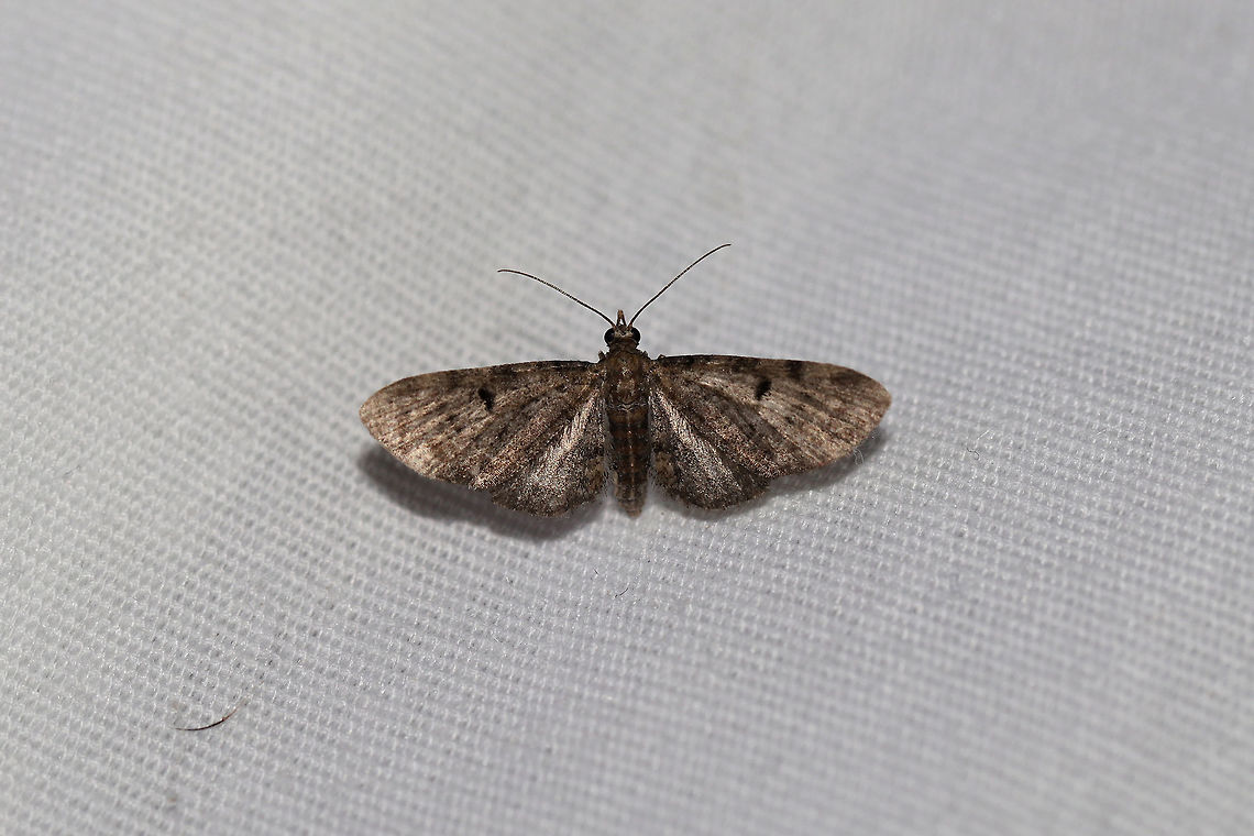 Common Eupithecia Moth (Eupithecia miserulata) At a 395nm UV light setup at the edge of a dense mixed forest. Common Eupithecia,Eupithecia miserulata,Geotagged,Summer,United States,moth week 2019