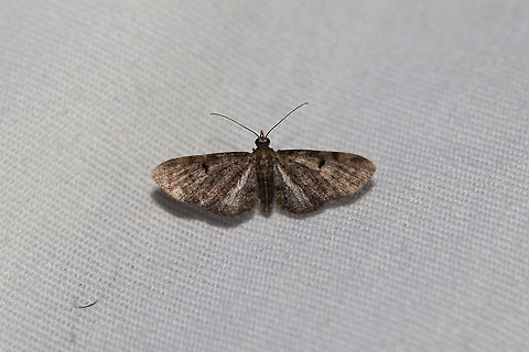 Common Eupithecia Moth (Eupithecia miserulata) At a 395nm UV light setup at the edge of a dense mixed forest. Common Eupithecia,Eupithecia miserulata,Geotagged,Summer,United States,moth week 2019