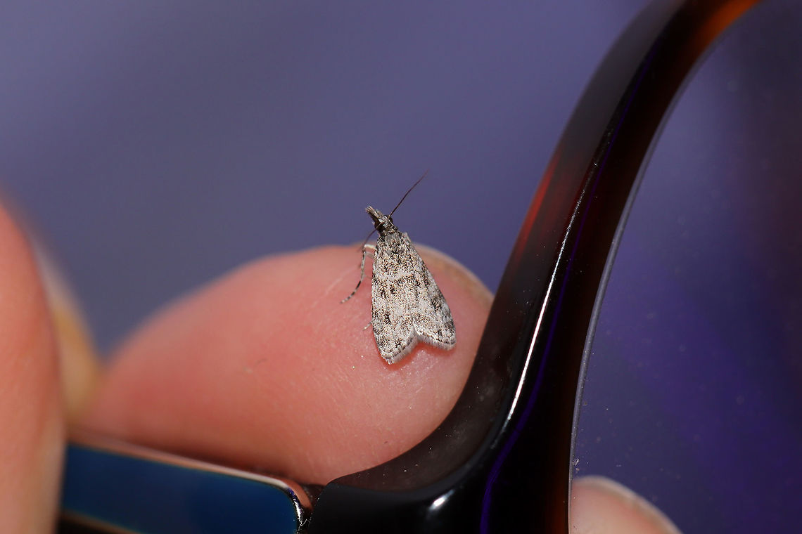 Eudonia heterosalis This cutie wanted to help out with my mothing. It flew onto my glasses frames for a better view.<br />
<br />
At a 395nm UV light setup at the edge of a dense mixed forest. Eudonia heterosalis,Geotagged,Summer,United States,moth week 2019