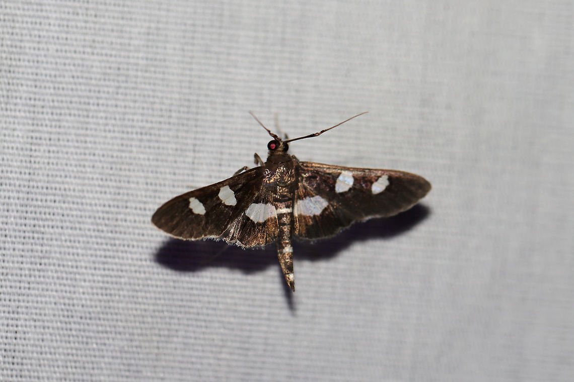 Grape Leaffolder Moth (Desmia sp.) Only got a quick shot of this pretty moth before it flew off. At a 395nm UV light setup at the edge of a dense mixed forest.<br />
Edit: I've been informed that we should leave these at Desmia sp. This species cannot be differentiated from D. maculalis without a ventral view. Desmia funeralis,Geotagged,Grape leaffolder,Summer,United States,moth week 2019