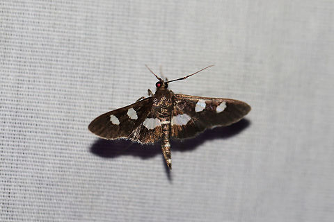 Grape Leaffolder Moth (Desmia sp.) Only got a quick shot of this pretty moth before it flew off. At a 395nm UV light setup at the edge of a dense mixed forest.
Edit: I've been informed that we should leave these at Desmia sp. This species cannot be differentiated from D. maculalis without a ventral view.  Desmia funeralis,Geotagged,Grape leaffolder,Summer,United States,moth week 2019