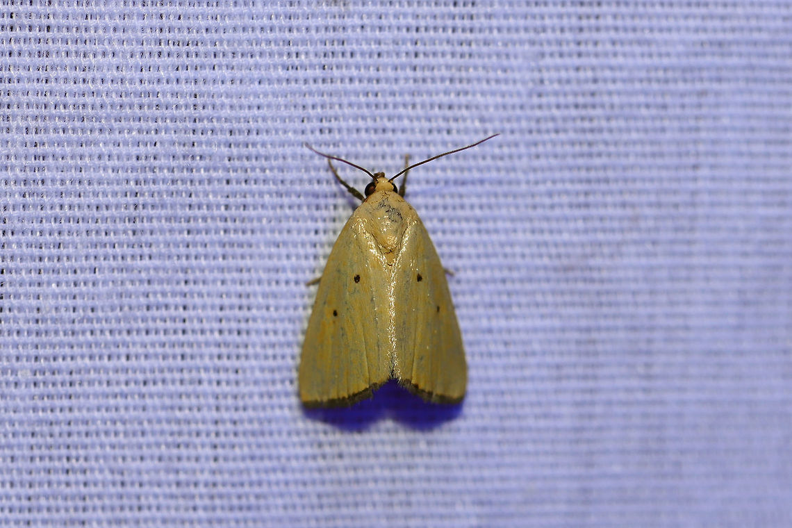 Black-Bordered Lemon Moth (Marimatha nigrofimbria) At a 395nm UV light setup at the edge of a dense mixed forest. Black-bordered Lemon Moth,Geotagged,Marimatha nigrofimbria,Summer,United States,moth week 2019