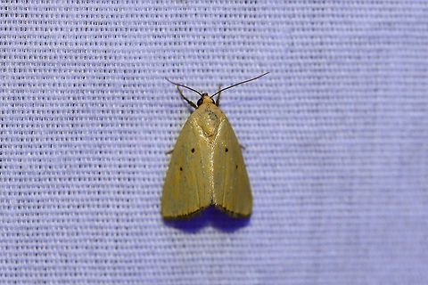 Black-Bordered Lemon Moth (Marimatha nigrofimbria) At a 395nm UV light setup at the edge of a dense mixed forest. Black-bordered Lemon Moth,Geotagged,Marimatha nigrofimbria,Summer,United States,moth week 2019
