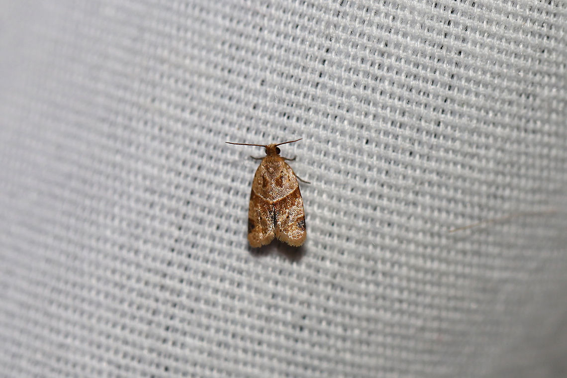 Garden Tortrix (Clepsis peritana) At a 395nm UV light setup at the edge of a dense mixed forest. Clepsis peritana,Garden Tortrix,Geotagged,Summer,United States,moth week 2019