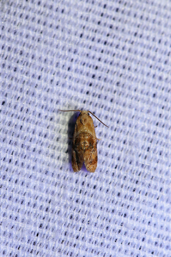 Gynnidomorpha romonana? Feel free to double check this ID for me. It is the closest I could find (I tried the Aethes genus, but nothing matched this closely).  It has only been found in Northern states, so I am hesitant to call this a firm ID. At a 395nm UV light setup at the edge of a dense mixed forest. Geotagged,Gynnidomorpha romonana,Summer,United States