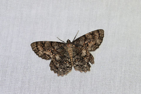 Tulip-tree Beauty (Epimecis hortaria) Large moth at a 395nm UV light setup at the edge of a dense mixed forest. Epimecis hortaria,Geotagged,Summer,Tulip-tree beauty,United States,moth week 2019