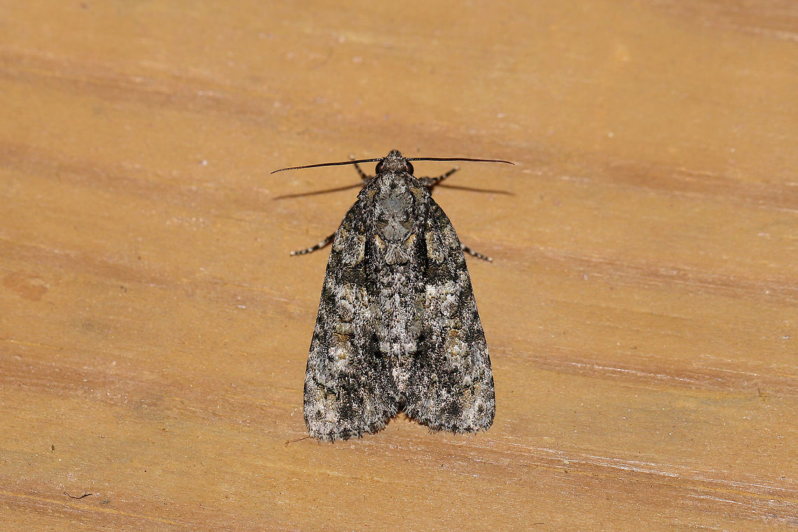 Ovate Dagger (Acronicta ovata) At a 395nm UV light setup at the edge of a dense mixed forest.<br />
ID tentative. <br />
The medial area seems to have a bit of contrast and and there seems to be a lot of shading between the anal dash and the subapical area.  Definitely in the inclara/ovata group but leaning towards Ovate Dagger at this point. Acronicta,Acronicta ovata,Geotagged,Raspberry bud dagger moth,Summer,United States,moth week 2019