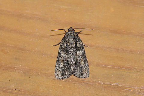 Ovate Dagger (Acronicta ovata) At a 395nm UV light setup at the edge of a dense mixed forest.
ID tentative. 
The medial area seems to have a bit of contrast and and there seems to be a lot of shading between the anal dash and the subapical area.  Definitely in the inclara/ovata group but leaning towards Ovate Dagger at this point. Acronicta,Acronicta ovata,Geotagged,Raspberry bud dagger moth,Summer,United States,moth week 2019
