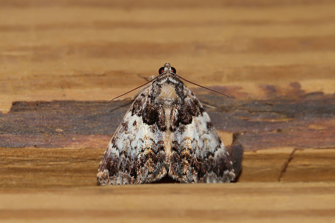 False Underwing Moth (Allotria elonympha) At a 395nm UV light setup at the edge of a dense mixed forest. Allotria elonympha,False underwing moth,Geotagged,Summer,United States,moth week 2019
