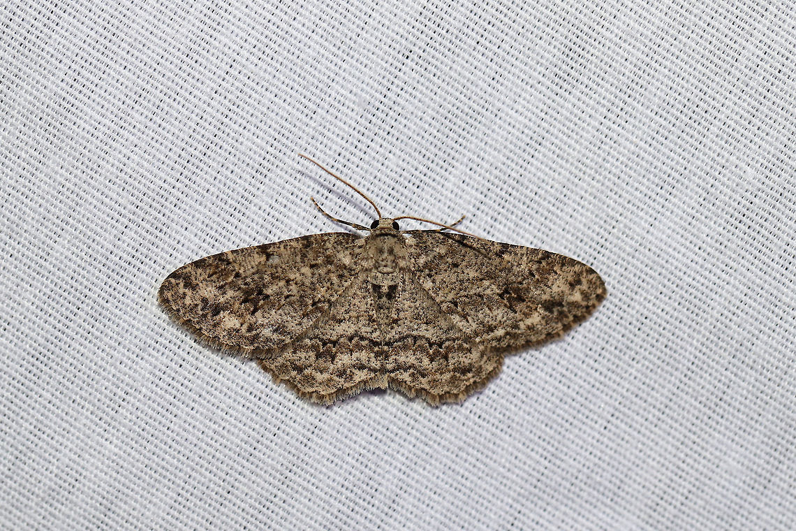 Small Engrailed (Ectropis crepuscularia) At a 395nm UV light setup at the edge of a dense mixed forest. Ectropis crepuscularia,Geotagged,Small Engrailed,Summer,United States,moth week 2019