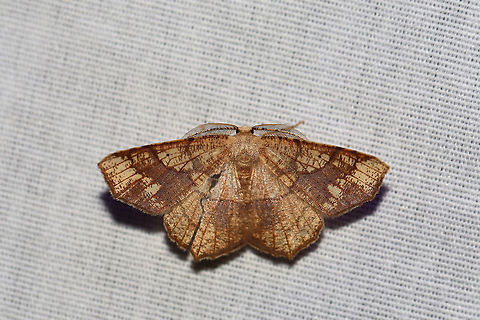 Oak Besma (Besma quercivoraria) At a 395nm UV light setup at the edge of a dense mixed forest. Besma quercivoraria,Geotagged,Horned spanworm moth,Nematocampa resistaria,Oak besma,Summer,United States,moth week 2019