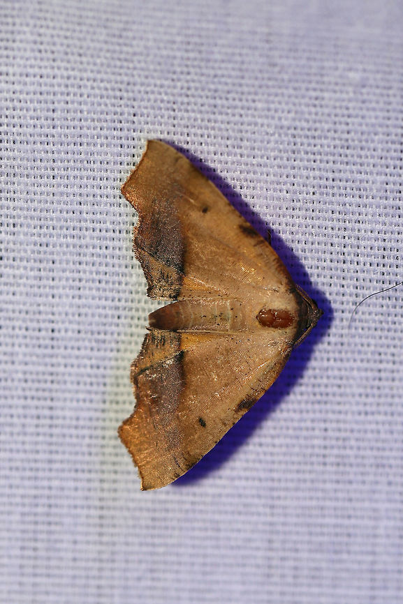Fervid Plagodis Moth (Plagodis fervidaria) ID tentative, but I&#039;m thinking it looks right. Photos at MPG are a pretty close match, and discussion (concerning the spots/dots on the body) over at BG points to P. fervidaria over P. phlogosaria. At a 395nm UV light setup at the edge of a dense mixed forest. Geotagged,Plagodis fervidaria,Summer,United States,moth week 2019