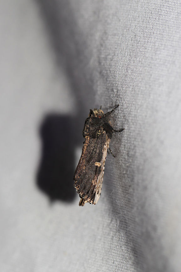 Morning-glory Prominent (Schizura ipomaeae), cinereofrons form At a 395nm UV light setup at the edge of a dense mixed forest. <br />
<br />
Ipomoea pandurata is in bloom everywhere right now, so I can't say I'm surprised that there were many of these on my sheet this morning.<br />
<br />
Note: Is this possibly a melanic individual? Geotagged,Schizura ipomoeae,Summer,United States,moth week 2019