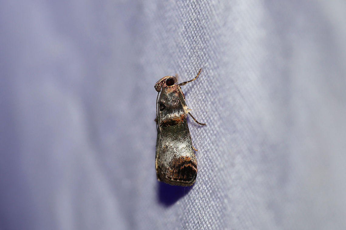 Orange-tufted Oneida Moth (Oneida lunulalis) At a 395nm UV light setup at the edge of a dense mixed forest. Geotagged,Oneida lunulalis,Summer,United States,moth week 2019
