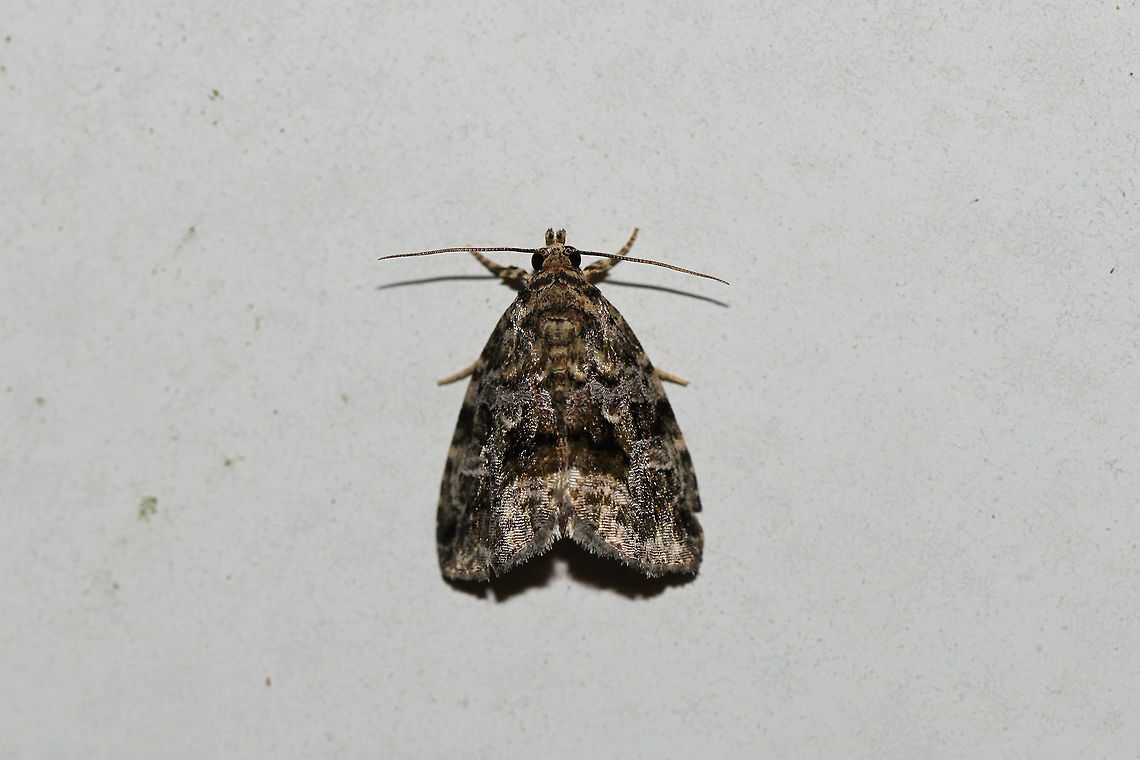 Large Mossy Lithacodium (Protodeltote muscosula) At a 395nm UV light setup at the edge of a dense mixed forest. Geotagged,Large mossy lithacodium,Protodeltote muscosula,Summer,United States,moth week 2019
