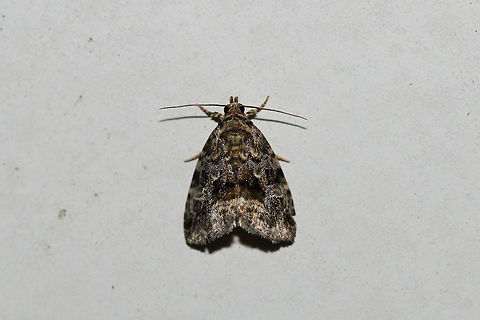 Large Mossy Lithacodium (Protodeltote muscosula) At a 395nm UV light setup at the edge of a dense mixed forest. Geotagged,Large mossy lithacodium,Protodeltote muscosula,Summer,United States,moth week 2019