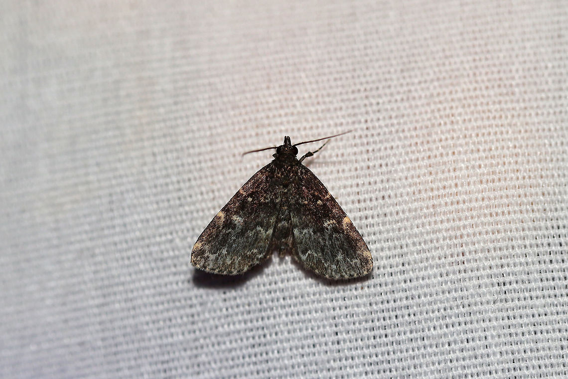 Smoky Idia (Idia scobialis) At a 395nm UV light setup at the edge of a dense mixed forest. <br />
<br />
Similar to Idia lubricalis, but the hindwing of this species has the same color and markings as the forewings. I. lubricalis usually has hindwings of a lighter shade and with indistinct markings. Geotagged,Idia scobialis,Summer,United States,moth week 2019