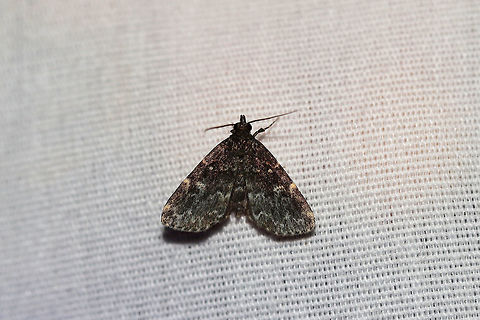 Smoky Idia (Idia scobialis) At a 395nm UV light setup at the edge of a dense mixed forest. 

Similar to Idia lubricalis, but the hindwing of this species has the same color and markings as the forewings. I. lubricalis usually has hindwings of a lighter shade and with indistinct markings. Geotagged,Idia scobialis,Summer,United States,moth week 2019