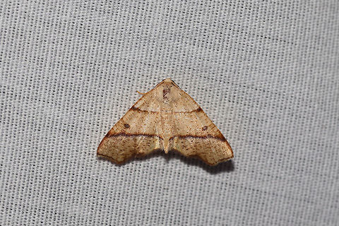 Hollow-Spotted Plagodis Moth (Plagodis alcoolaria) At a 395nm UV light setup at the edge of a dense mixed forest. Geotagged,Hollow-spotted plagodis,Plagodis alcoolaria,Summer,United States,moth week 2019