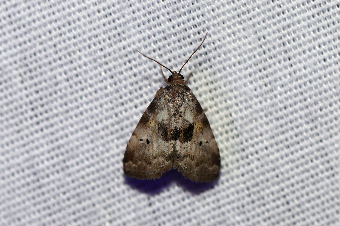 Black-patched Graylet Moth (Hyperstrotia secta)  At a 395nm UV light setup at the edge of a dense mixed forest.  Geotagged,Hyperstrotia secta,Summer,United States,moth week 2019