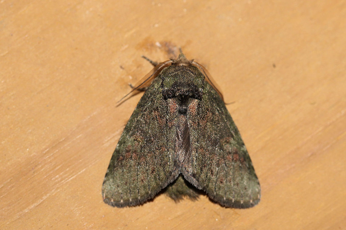 Wavy-lined Heterocampa Moth (Heterocampa biundata)  At a 395nm UV light setup at the edge of a dense mixed forest.  Geotagged,Heterocampa biundata,Summer,United States,Wavy-lined Heterocampa Moth,moth week 2019