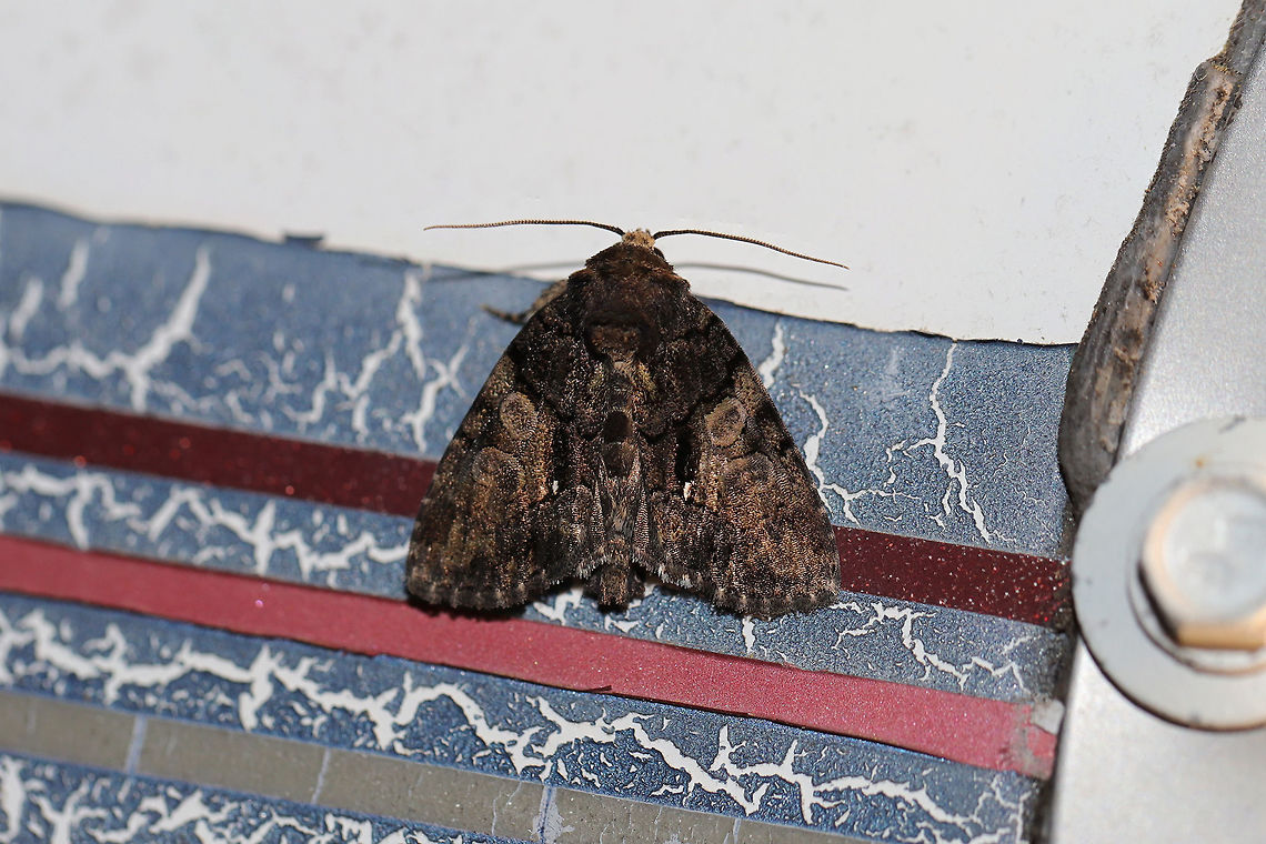 Cloaked Marvel (Chytonix palliatricula)  At a 395nm UV light setup at the edge of a dense mixed forest. <br />
<figure class="photo"><a href="https://www.jungledragon.com/image/82326/cloaked_marvel_chytonix_palliatricula.html" title="Cloaked Marvel (Chytonix palliatricula)"><img src="https://s3.amazonaws.com/media.jungledragon.com/images/3231/82326_thumb.jpg?AWSAccessKeyId=05GMT0V3GWVNE7GGM1R2&Expires=1767225610&Signature=CV%2FAuzWsdQzF41WNBvScsbfNfO8%3D" width="200" height="134" alt="Cloaked Marvel (Chytonix palliatricula)  At a 395nm UV light setup at the edge of a dense mixed forest. <br />
https://www.jungledragon.com/image/82325/cloaked_marvel_chytonix_palliatricula.html Chytonix palliatricula,Cloaked Marvel Moth,Geotagged,Summer,United States,moth week 2019" /></a></figure> Chytonix palliatricula,Cloaked Marvel Moth,Geotagged,Summer,United States,moth week 2019