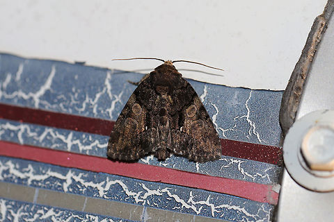 Cloaked Marvel (Chytonix palliatricula)  At a 395nm UV light setup at the edge of a dense mixed forest. 
https://www.jungledragon.com/image/82326/cloaked_marvel_chytonix_palliatricula.html Chytonix palliatricula,Cloaked Marvel Moth,Geotagged,Summer,United States,moth week 2019