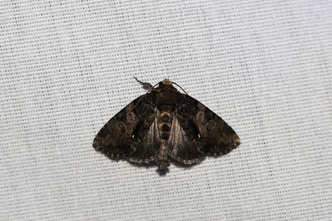 Cloaked Marvel (Chytonix palliatricula)  At a 395nm UV light setup at the edge of a dense mixed forest. <br />
<figure class="photo"><a href="https://www.jungledragon.com/image/82325/cloaked_marvel_chytonix_palliatricula.html" title="Cloaked Marvel (Chytonix palliatricula)"><img src="https://s3.amazonaws.com/media.jungledragon.com/images/3231/82325_thumb.jpg?AWSAccessKeyId=05GMT0V3GWVNE7GGM1R2&Expires=1767225610&Signature=wdNX%2Bc801%2FQdMCZ5JvjD%2F8G35dU%3D" width="200" height="134" alt="Cloaked Marvel (Chytonix palliatricula)  At a 395nm UV light setup at the edge of a dense mixed forest. <br />
https://www.jungledragon.com/image/82326/cloaked_marvel_chytonix_palliatricula.html Chytonix palliatricula,Cloaked Marvel Moth,Geotagged,Summer,United States,moth week 2019" /></a></figure> Chytonix palliatricula,Cloaked Marvel Moth,Geotagged,Summer,United States,moth week 2019