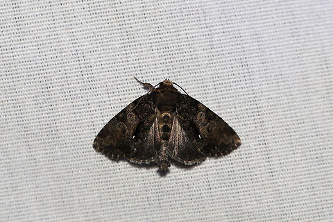 Cloaked Marvel (Chytonix palliatricula)  At a 395nm UV light setup at the edge of a dense mixed forest. 
https://www.jungledragon.com/image/82325/cloaked_marvel_chytonix_palliatricula.html Chytonix palliatricula,Cloaked Marvel Moth,Geotagged,Summer,United States,moth week 2019