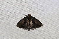 Cloaked Marvel (Chytonix palliatricula) At a 395nm UV light setup at the edge of a dense mixed forest. <br />
https://www.jungledragon.com/image/82325/cloaked_marvel_chytonix_palliatricula.html Chytonix palliatricula,Cloaked Marvel Moth,Geotagged,Summer,United States,moth week 2019