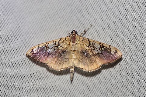 Basswood Leafroller Moth (Pantographa limata) At a UV light setup (395nm) at the edge of a dense mixed forest.  Basswood Leafroller,Geotagged,Pantographa limata,Summer,United States,moth week 2019