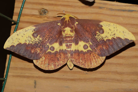 Imperial Moth (Eacles imperialis) At a UV light setup (395nm) at the edge of a dense mixed forest. 
https://www.jungledragon.com/image/82343/imperial_moth_eacles_imperialis.html
https://www.jungledragon.com/image/82342/imperial_moth_eacles_imperialis.html Eacles imperialis,Geotagged,Imperial moth,Summer,United States,moth week 2019