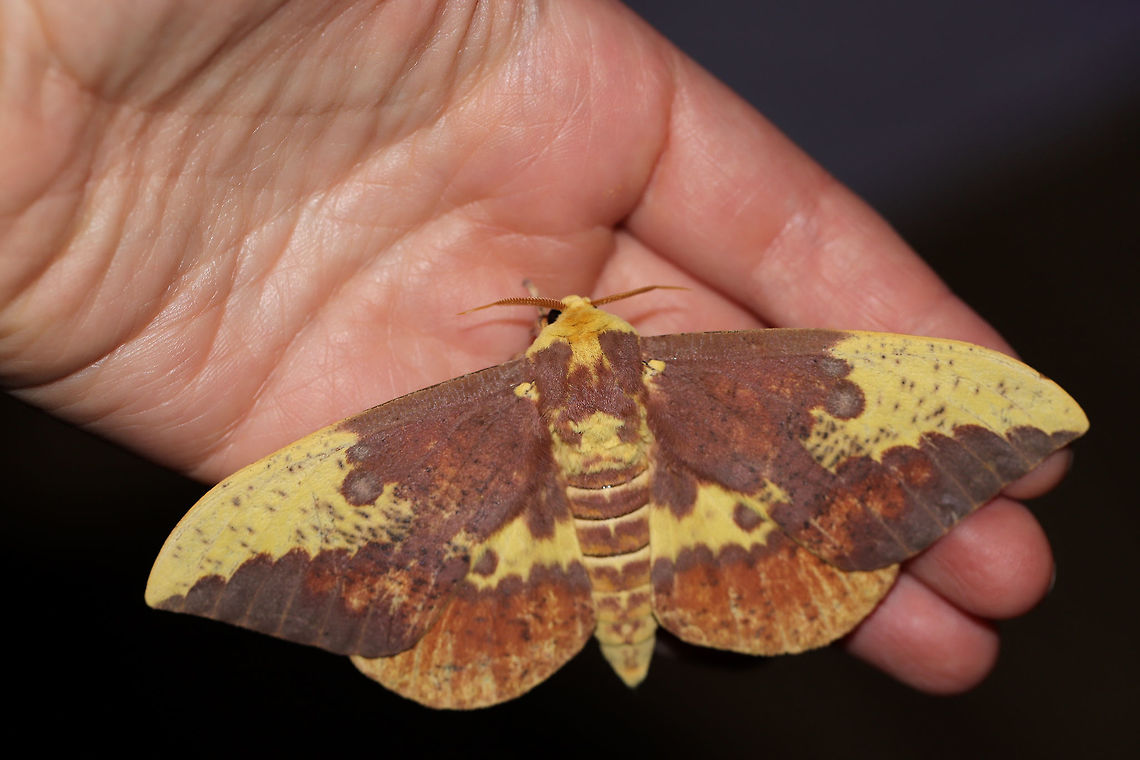 Imperial Moth (Eacles imperialis) At a UV light setup (395nm) at the edge of a dense mixed forest. <br />
<figure class="photo"><a href="https://www.jungledragon.com/image/82341/imperial_moth_eacles_imperialis.html" title="Imperial Moth (Eacles imperialis)"><img src="https://s3.amazonaws.com/media.jungledragon.com/images/3231/82341_thumb.jpg?AWSAccessKeyId=05GMT0V3GWVNE7GGM1R2&Expires=1759968010&Signature=S4PE8ChM5KagnH6a1YtsiT1dLgQ%3D" width="200" height="134" alt="Imperial Moth (Eacles imperialis) At a UV light setup (395nm) at the edge of a dense mixed forest. <br />
https://www.jungledragon.com/image/82343/imperial_moth_eacles_imperialis.html<br />
https://www.jungledragon.com/image/82342/imperial_moth_eacles_imperialis.html Eacles imperialis,Geotagged,Imperial moth,Summer,United States,moth week 2019" /></a></figure><br />
<figure class="photo"><a href="https://www.jungledragon.com/image/82343/imperial_moth_eacles_imperialis.html" title="Imperial Moth (Eacles imperialis)"><img src="https://s3.amazonaws.com/media.jungledragon.com/images/3231/82343_thumb.jpg?AWSAccessKeyId=05GMT0V3GWVNE7GGM1R2&Expires=1759968010&Signature=PAhVP1VgLRL8%2ByQeNV4%2FkiAPJqQ%3D" width="200" height="134" alt="Imperial Moth (Eacles imperialis) At a UV light setup (395nm) at the edge of a dense mixed forest. <br />
https://www.jungledragon.com/image/82341/imperial_moth_eacles_imperialis.html<br />
https://www.jungledragon.com/image/82342/imperial_moth_eacles_imperialis.html Eacles imperialis,Geotagged,Imperial moth,Summer,United States,moth week 2019" /></a></figure> Eacles imperialis,Geotagged,Imperial moth,Summer,United States,moth week 2019