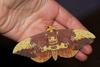 Imperial Moth (Eacles imperialis) At a UV light setup (395nm) at the edge of a dense mixed forest. <br />
https://www.jungledragon.com/image/82341/imperial_moth_eacles_imperialis.html<br />
https://www.jungledragon.com/image/82343/imperial_moth_eacles_imperialis.html Eacles imperialis,Geotagged,Imperial moth,Summer,United States,moth week 2019
