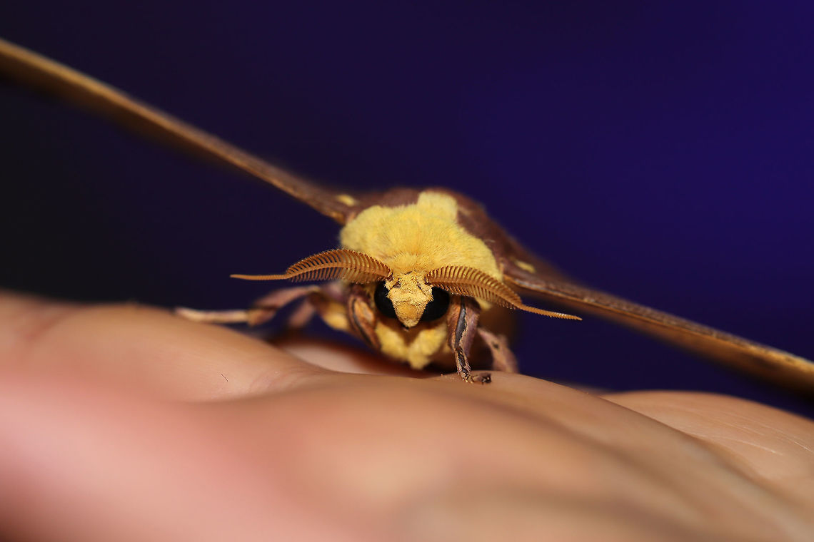 Imperial Moth (Eacles imperialis) At a UV light setup (395nm) at the edge of a dense mixed forest. <br />
<figure class="photo"><a href="https://www.jungledragon.com/image/82341/imperial_moth_eacles_imperialis.html" title="Imperial Moth (Eacles imperialis)"><img src="https://s3.amazonaws.com/media.jungledragon.com/images/3231/82341_thumb.jpg?AWSAccessKeyId=05GMT0V3GWVNE7GGM1R2&Expires=1759968010&Signature=S4PE8ChM5KagnH6a1YtsiT1dLgQ%3D" width="200" height="134" alt="Imperial Moth (Eacles imperialis) At a UV light setup (395nm) at the edge of a dense mixed forest. <br />
https://www.jungledragon.com/image/82343/imperial_moth_eacles_imperialis.html<br />
https://www.jungledragon.com/image/82342/imperial_moth_eacles_imperialis.html Eacles imperialis,Geotagged,Imperial moth,Summer,United States,moth week 2019" /></a></figure><br />
<figure class="photo"><a href="https://www.jungledragon.com/image/82342/imperial_moth_eacles_imperialis.html" title="Imperial Moth (Eacles imperialis)"><img src="https://s3.amazonaws.com/media.jungledragon.com/images/3231/82342_thumb.jpg?AWSAccessKeyId=05GMT0V3GWVNE7GGM1R2&Expires=1759968010&Signature=64fF%2FZwWLb96KlZ33RpqEzgWYnQ%3D" width="200" height="134" alt="Imperial Moth (Eacles imperialis) At a UV light setup (395nm) at the edge of a dense mixed forest. <br />
https://www.jungledragon.com/image/82341/imperial_moth_eacles_imperialis.html<br />
https://www.jungledragon.com/image/82343/imperial_moth_eacles_imperialis.html Eacles imperialis,Geotagged,Imperial moth,Summer,United States,moth week 2019" /></a></figure> Eacles imperialis,Geotagged,Imperial moth,Summer,United States,moth week 2019