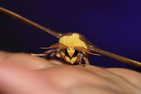 Imperial Moth (Eacles imperialis) At a UV light setup (395nm) at the edge of a dense mixed forest. <br />
https://www.jungledragon.com/image/82341/imperial_moth_eacles_imperialis.html<br />
https://www.jungledragon.com/image/82342/imperial_moth_eacles_imperialis.html Eacles imperialis,Geotagged,Imperial moth,Summer,United States,moth week 2019