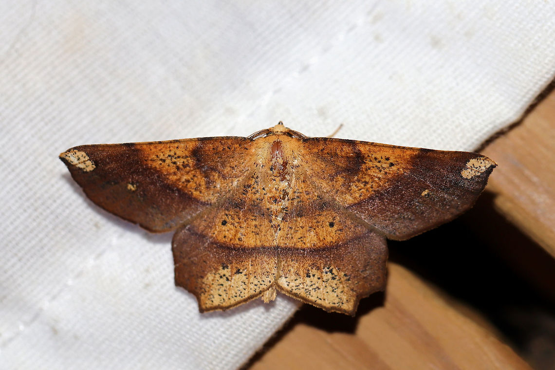 Deep Yellow Euchlaena (Euchlaena amoenaria) At a UV light setup (395nm) at the edge of a dense mixed forest.  Euchlaena amoenaria,Geotagged,Summer,United States,moth week 2019