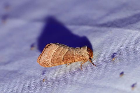 Walnut Caterpillar Moth (Datana integerrima) At a UV light setup (395nm) at the edge of a dense mixed forest.  Datana integerrima,Geotagged,Summer,United States,moth week 2019