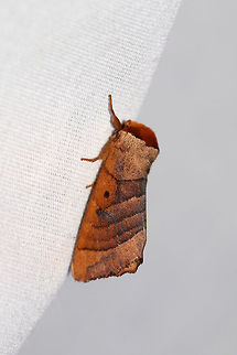Drexel's Datana Moth (Datana drexelii) ID Tentative. At a UV light setup (395nm) at the edge of a dense mixed forest.  Datana drexelii,Geotagged,Summer,United States,moth week 2019