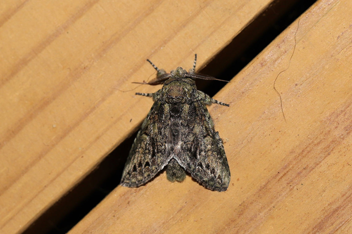 White-blotched Heterocampa Moth (Heterocampa umbrata) At a UV light setup (395nm) at the edge of a dense mixed forest.  Geotagged,Heterocampa umbrata,Summer,United States,moth week 2019