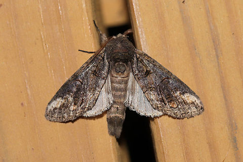 Oblique Heterocampa Moth (Heterocampa obliqua) At a UV light setup (395nm) at the edge of a dense mixed forest.  Geotagged,Heterocampa obliqua,Summer,United States,moth week 2019