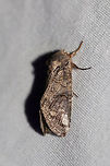 Oblique Heterocampa Moth (Heterocampa obliqua) At a UV light setup (395nm) at the edge of a dense mixed forest. <br />
https://www.jungledragon.com/image/82350/oblique_heterocampa_moth_heterocampa_obliqua.html Geotagged,Heterocampa obliqua,Summer,United States,moth week 2019