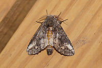 Oblique Heterocampa Moth (Heterocampa obliqua) At a UV light setup (395nm) at the edge of a dense mixed forest. <br />
https://www.jungledragon.com/image/82349/oblique_heterocampa_moth_heterocampa_obliqua.html Geotagged,Heterocampa obliqua,Summer,United States,moth week 2019