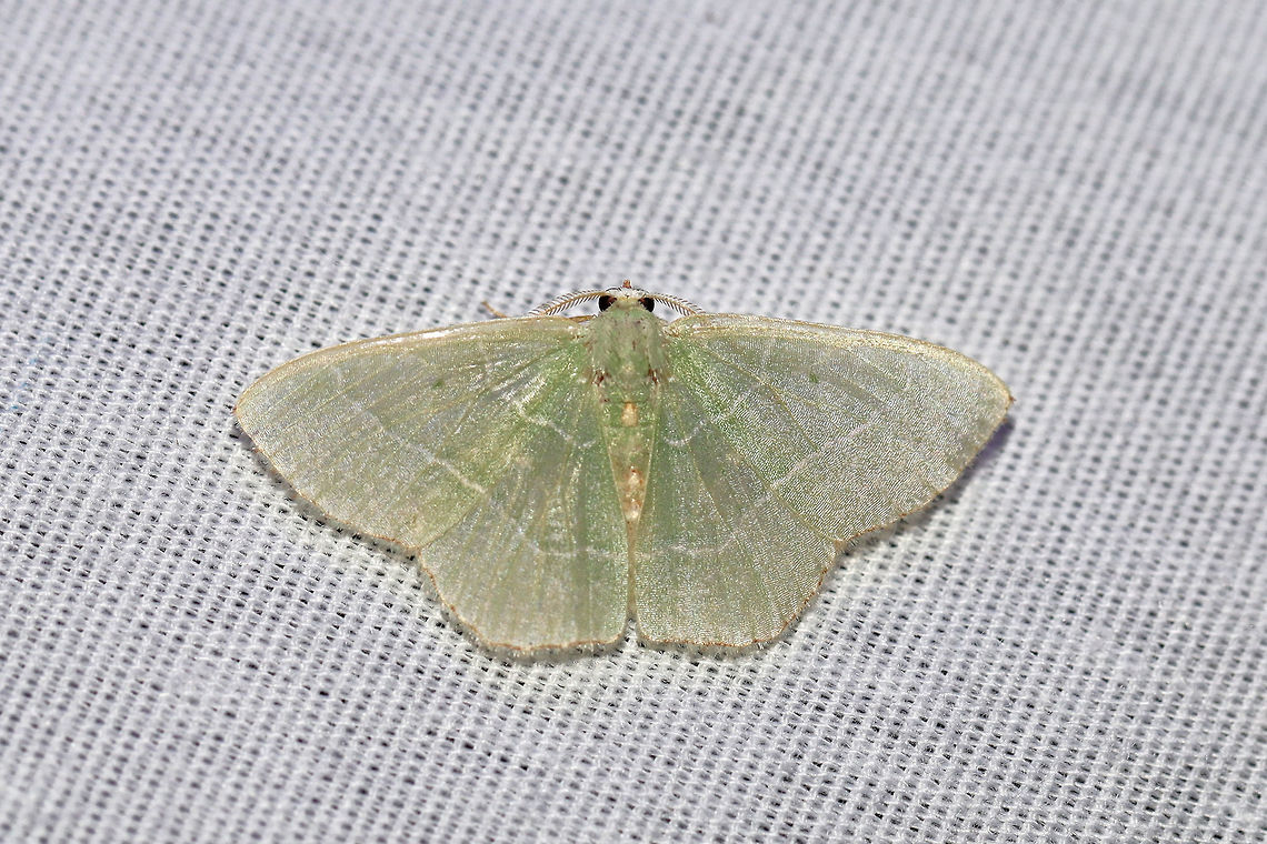 Red-Fringed Emerald (Nemoria bistriaria) At a UV light setup (395nm) at the edge of a dense mixed forest.  Geotagged,Nemoria bistriaria,Red-fringed emerald,Summer,United States,moth week 2019
