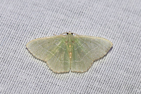 Red-Fringed Emerald (Nemoria bistriaria) At a UV light setup (395nm) at the edge of a dense mixed forest.  Geotagged,Nemoria bistriaria,Red-fringed emerald,Summer,United States,moth week 2019