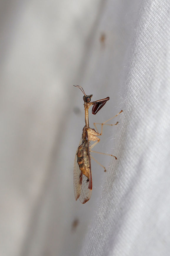Four-spotted Mantisfly (Dicromantispa interrupta) Small Mantispid at a 395nm UV light setup at the edge of a dense mixed forest. <br />
<br />
Wish I would have gotten clearer shots before it flew away!<br />
<figure class="photo"><a href="https://www.jungledragon.com/image/82413/four-spotted_mantisfly_dicromantispa_interrupta.html" title="Four-spotted Mantisfly (Dicromantispa interrupta)"><img src="https://s3.amazonaws.com/media.jungledragon.com/images/3231/82413_thumb.jpg?AWSAccessKeyId=05GMT0V3GWVNE7GGM1R2&Expires=1767225610&Signature=DtQgxF3h0BnKisZFBqcVNtB%2BB7g%3D" width="200" height="134" alt="Four-spotted Mantisfly (Dicromantispa interrupta) Four-spotted Mantisfly (Dicromantispa interrupta)<br />
<br />
Small Mantispid at a 395nm UV light setup at the edge of a dense mixed forest. ID tentative. Please feel free to further/correct my ID.<br />
<br />
Wish I would have gotten clearer shots before it flew away! <br />
https://www.jungledragon.com/image/82412/four-spotted_mantisfly_dicromantispa_interrupta.html Dicromantispa interrupta,Geotagged,Summer,United States" /></a></figure> Dicromantispa interrupta,Geotagged,Summer,United States