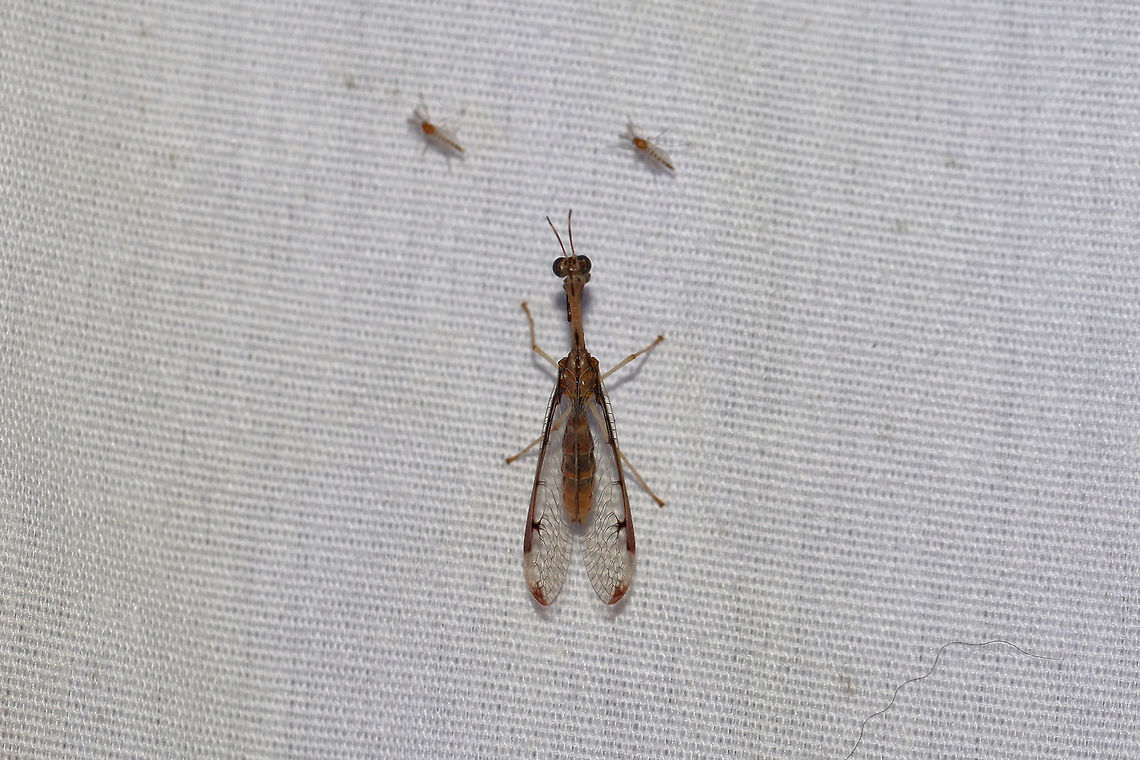 Four-spotted Mantisfly (Dicromantispa interrupta) Four-spotted Mantisfly (Dicromantispa interrupta)<br />
<br />
Small Mantispid at a 395nm UV light setup at the edge of a dense mixed forest. ID tentative. Please feel free to further/correct my ID.<br />
<br />
Wish I would have gotten clearer shots before it flew away! <br />
<figure class="photo"><a href="https://www.jungledragon.com/image/82412/four-spotted_mantisfly_dicromantispa_interrupta.html" title="Four-spotted Mantisfly (Dicromantispa interrupta)"><img src="https://s3.amazonaws.com/media.jungledragon.com/images/3231/82412_thumb.jpg?AWSAccessKeyId=05GMT0V3GWVNE7GGM1R2&Expires=1769040010&Signature=0TA53AdUaFiUAXheItdzAi47xqA%3D" width="102" height="152" alt="Four-spotted Mantisfly (Dicromantispa interrupta) Small Mantispid at a 395nm UV light setup at the edge of a dense mixed forest. <br />
<br />
Wish I would have gotten clearer shots before it flew away!<br />
https://www.jungledragon.com/image/82413/four-spotted_mantisfly_dicromantispa_interrupta.html Dicromantispa interrupta,Geotagged,Summer,United States" /></a></figure> Dicromantispa interrupta,Geotagged,Summer,United States