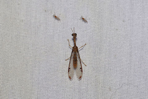 Four-spotted Mantisfly (Dicromantispa interrupta) Four-spotted Mantisfly (Dicromantispa interrupta)

Small Mantispid at a 395nm UV light setup at the edge of a dense mixed forest. ID tentative. Please feel free to further/correct my ID.

Wish I would have gotten clearer shots before it flew away! 
https://www.jungledragon.com/image/82412/four-spotted_mantisfly_dicromantispa_interrupta.html Dicromantispa interrupta,Geotagged,Summer,United States
