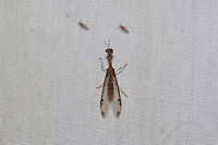 Four-spotted Mantisfly (Dicromantispa interrupta) Four-spotted Mantisfly (Dicromantispa interrupta)<br />
<br />
Small Mantispid at a 395nm UV light setup at the edge of a dense mixed forest. ID tentative. Please feel free to further/correct my ID.<br />
<br />
Wish I would have gotten clearer shots before it flew away! <br />
https://www.jungledragon.com/image/82412/four-spotted_mantisfly_dicromantispa_interrupta.html Dicromantispa interrupta,Geotagged,Summer,United States